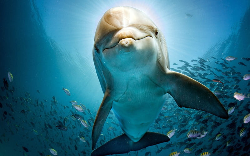 dolphin, underwater world, fish, sea, water, HD wallpaper