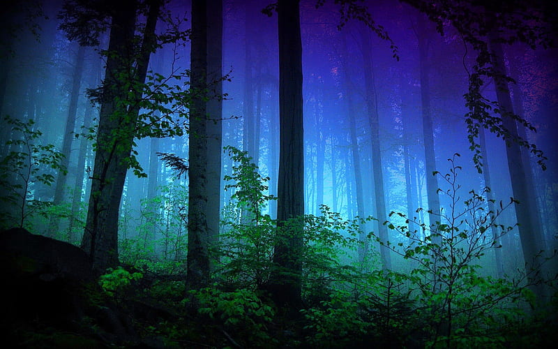 Misty forest, forest, lovely, grass, woods, bonito, magic, trees, fog, nice, darkness, nature, misty, enchanted, HD wallpaper