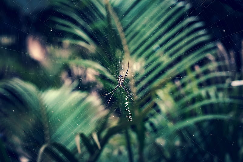spider, cobweb, insect, macro, closeup, HD wallpaper