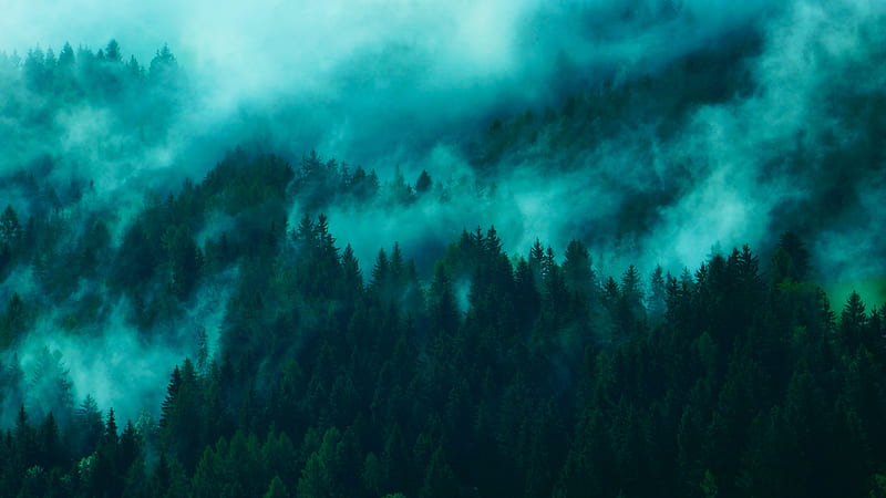 trees, fog, tops, forest, HD wallpaper
