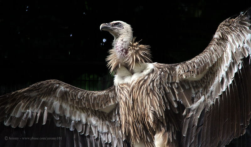 Himalayan Griffon Vultures, himalayan griffon vulture, wingspan, vulture, birds of prey, HD wallpaper