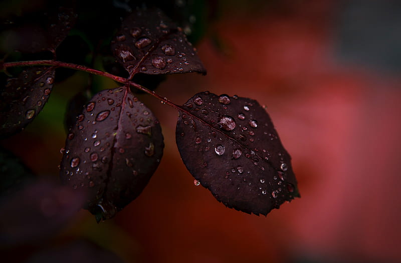 Red Leaf Droplets Dewdrops Macro Rain , leaf, dew, drops, macro, rain, nature, HD wallpaper