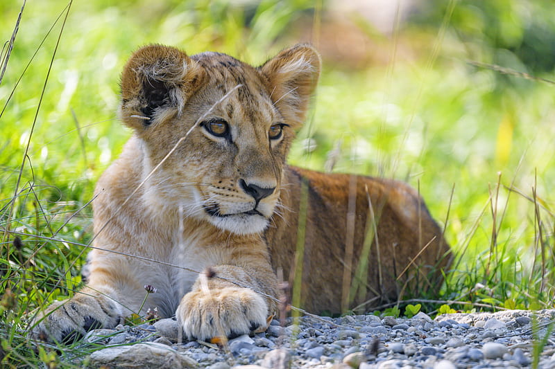lion cub, cub, grass, predator, glance, HD wallpaper
