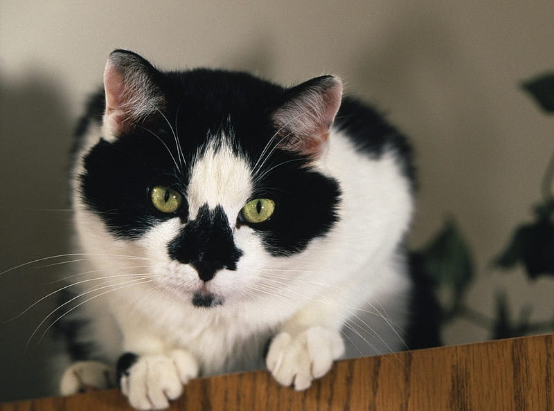 Tuxedo Cat, cats, HD wallpaper