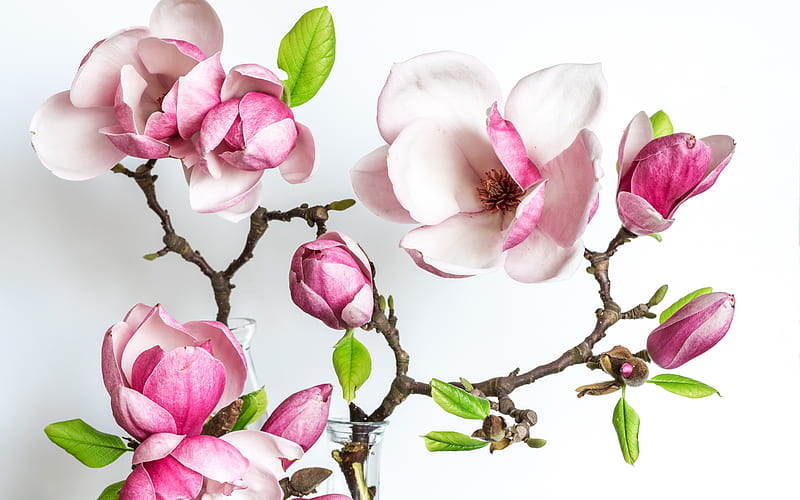 magnolia, spring flowers, magnolia on a white background, beautiful flowers, spring floral background, magnolia branch, background with magnolias, HD wallpaper