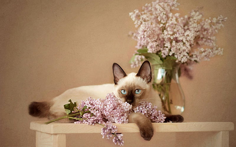 still life, lilac, pretty, vase, bonito, small, animal, sweet, graphy, nice, flowers, beauty, harmony, lovely, delicate, cat, elegantly, cool, bouquet, siamese, flower, kitten, HD wallpaper