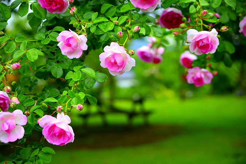 Climbing roses, Roses, Pink, Tree, Garden, HD wallpaper