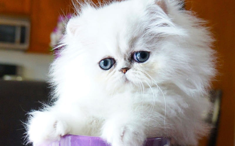 Chinchilla Silver Persian Cat, kitten, white cat, pets, cats, Persian kitten, Chinchilla Silver Persian, HD wallpaper