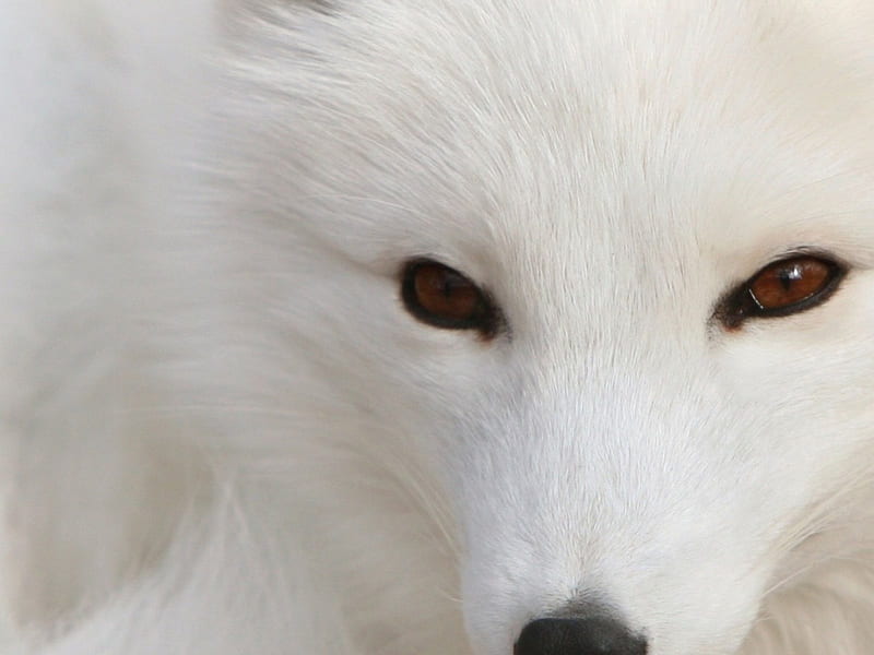 White Polar Silver Fox, cool, a, HD wallpaper | Peakpx