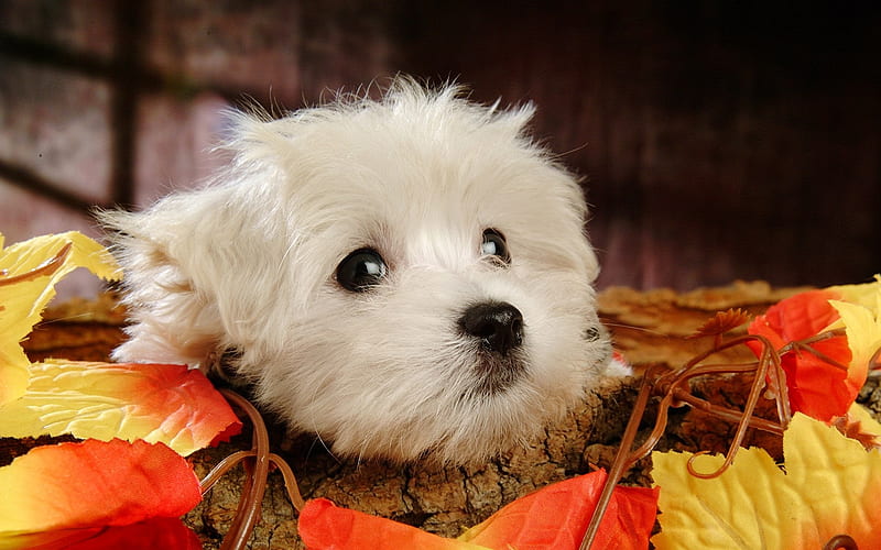 Maltese, autumn, dogs, close-up, cats, cute animals, pets, Maltese Dog, HD wallpaper