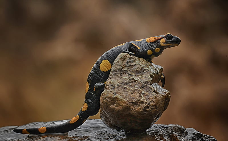 Animal, Salamander, Lizard, Reptile, HD wallpaper