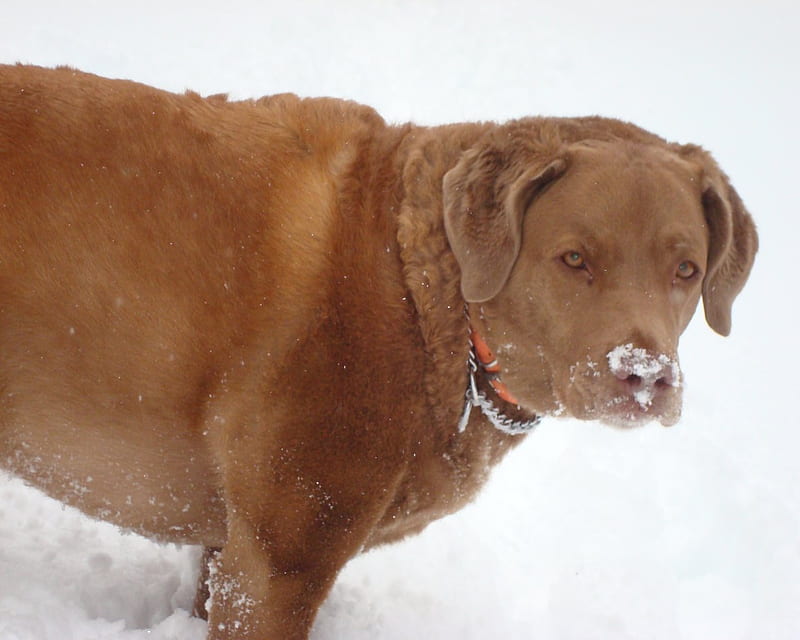 Look At This Cold Stuff On My Nose!, nose, brown, snow, animals, dogs,  chesapeake bay ret, HD wallpaper | Peakpx