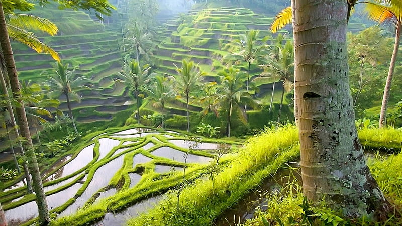Rice fields, pretty, rice, graphy, water, green, jungle, paddy, nature, tropics, field, HD wallpaper