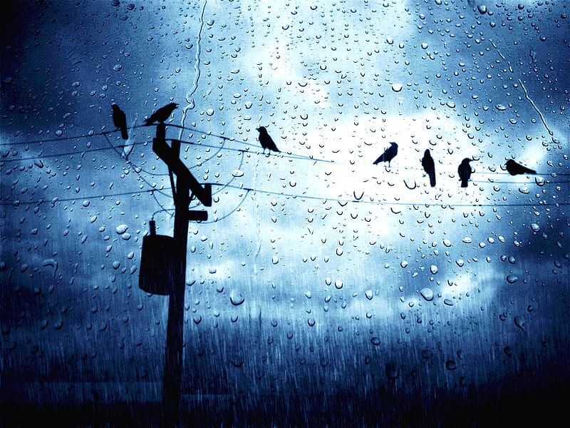 Under rainy skies, rain, sky, bird, blue, HD wallpaper