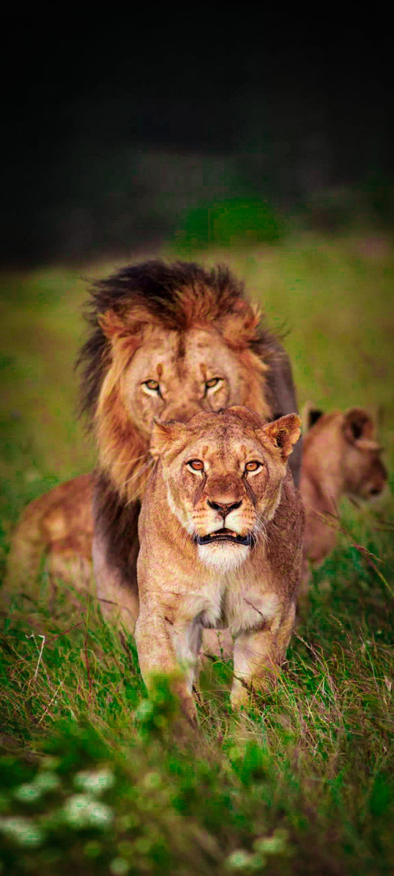 Lion family, black, couple, danger, del, fire, king, land, lions, HD phone  wallpaper | Peakpx