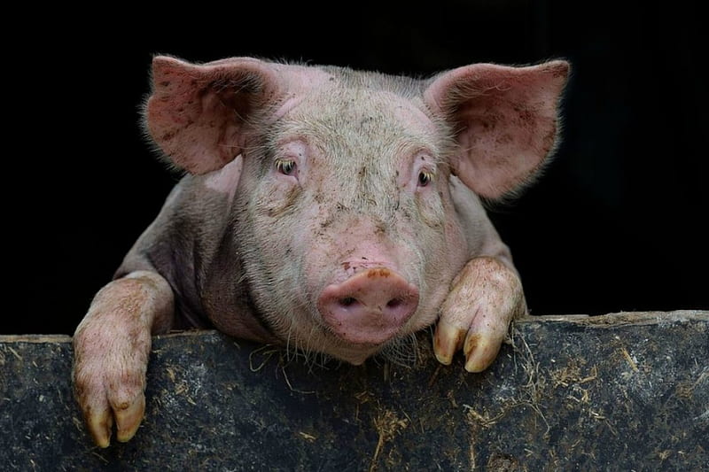 Piggy, farm, cute, pig, domestic, animal, HD wallpaper