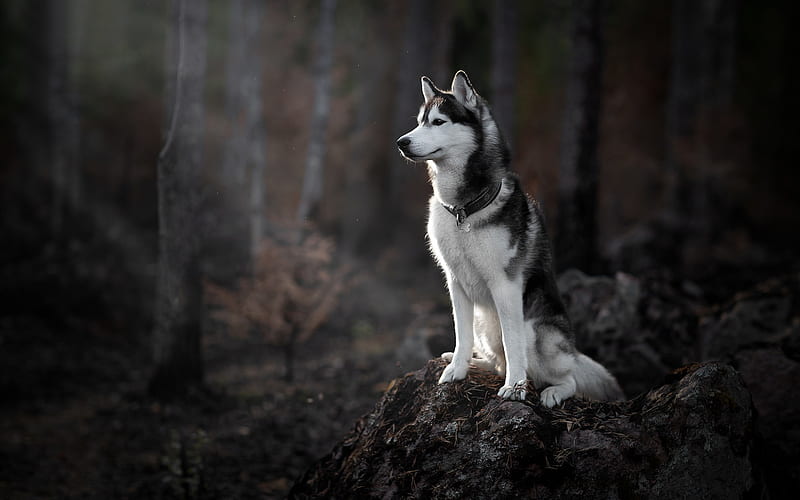 Siberian husky, forest, dogs, big gray dog, cute animals, morning, sunrise, husky, HD wallpaper