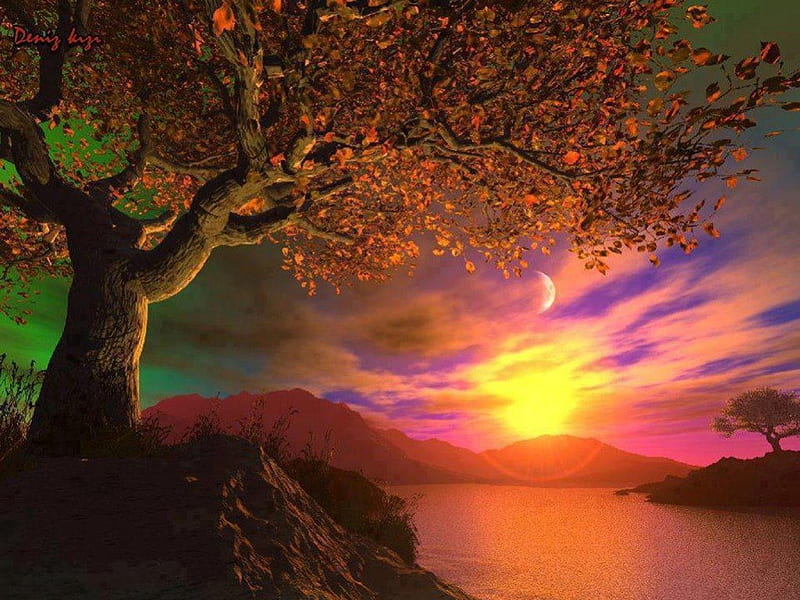 Beautiful view night, tree, moon, rock, view, beautiful colors, bonito, night, HD wallpaper