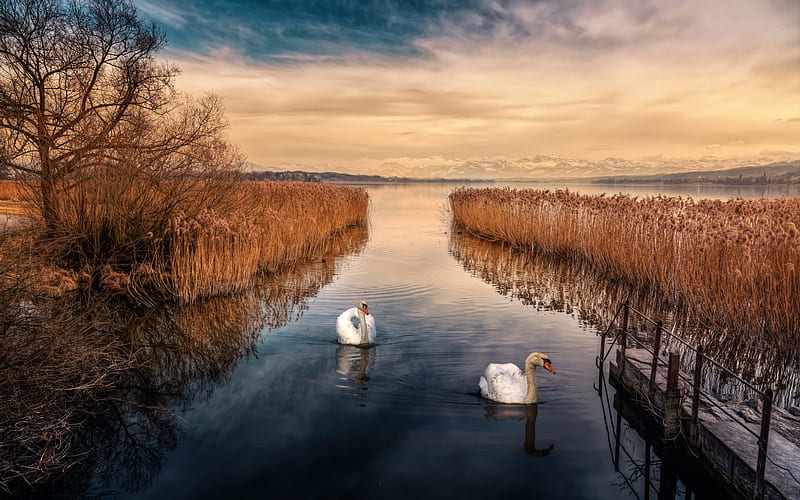 Two White Swans On A Lake, HD wallpaper