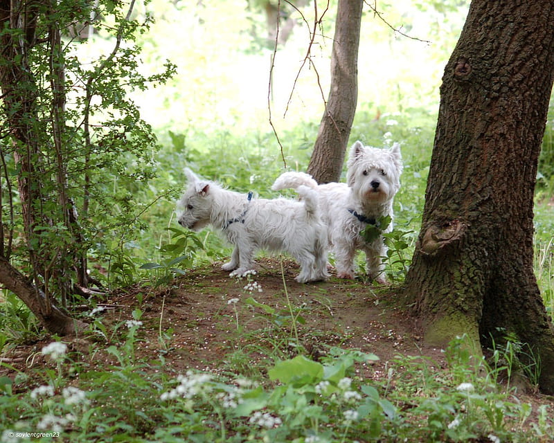 Where Is Our Stick?, forest, sticks, cesar dogs, white, animals, dogs, west highland terrier, HD wallpaper