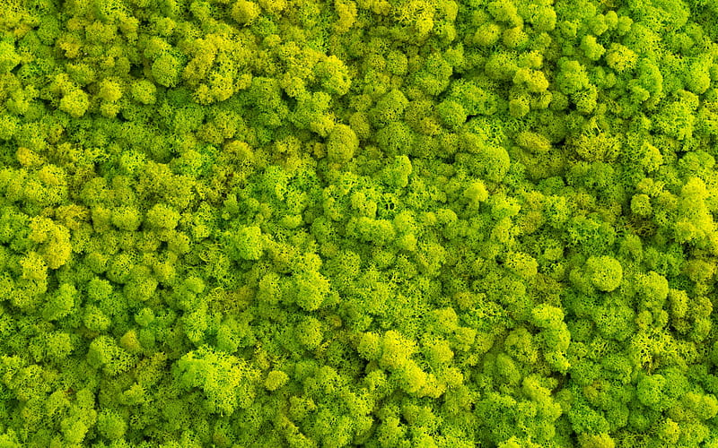 green moss texture, green natural texture, moss background, ecology, environment, texture with green moss, HD wallpaper