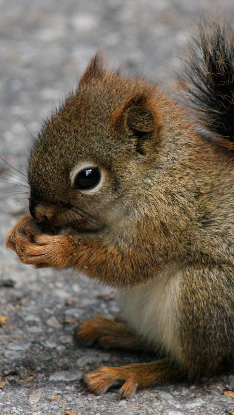 Squirrel, animal, cute, HD phone wallpaper