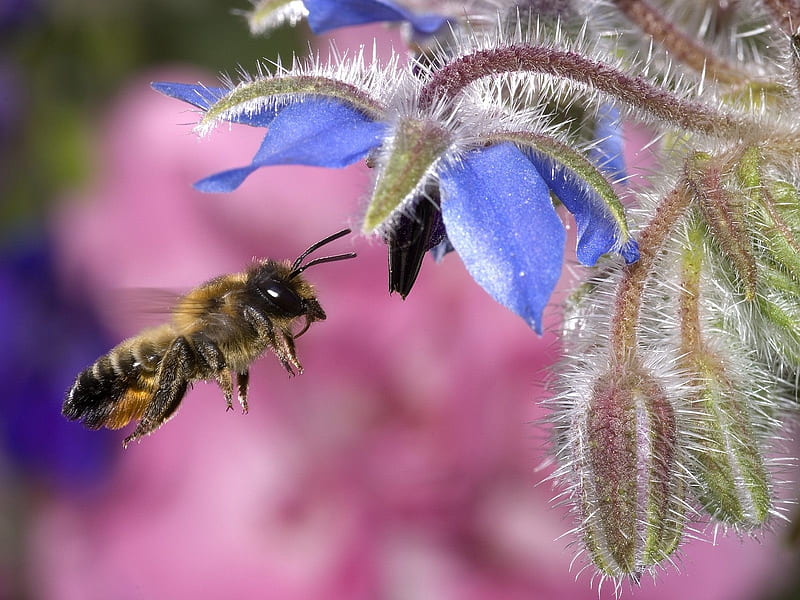 hovering honey bee, flower, insect, bee, honey, HD wallpaper