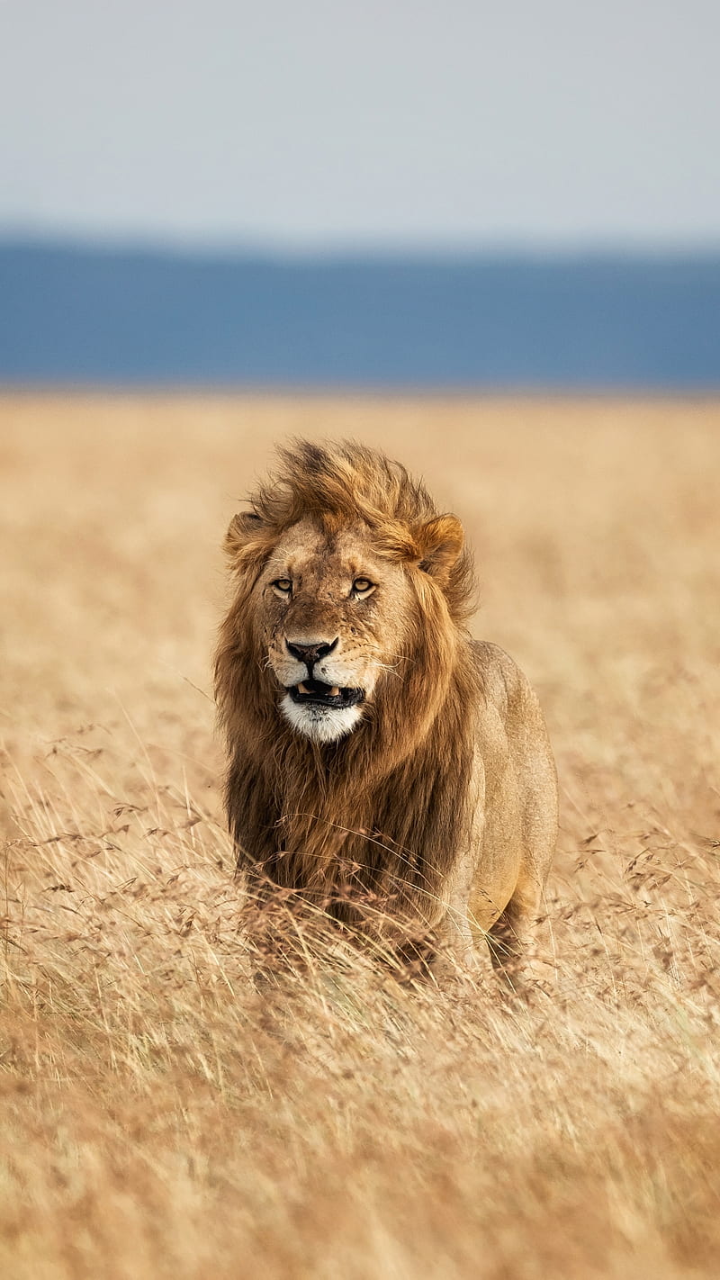 Lion, animal, big cat, dangerous, king, safari, wild, HD phone wallpaper