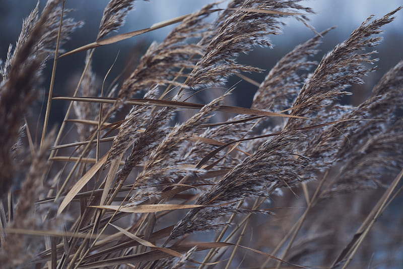 Brown Wheat Field, HD wallpaper