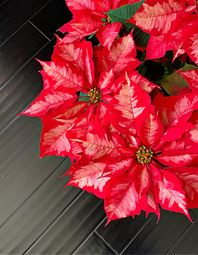 poinsettia, flowers, plants, red, HD phone wallpaper