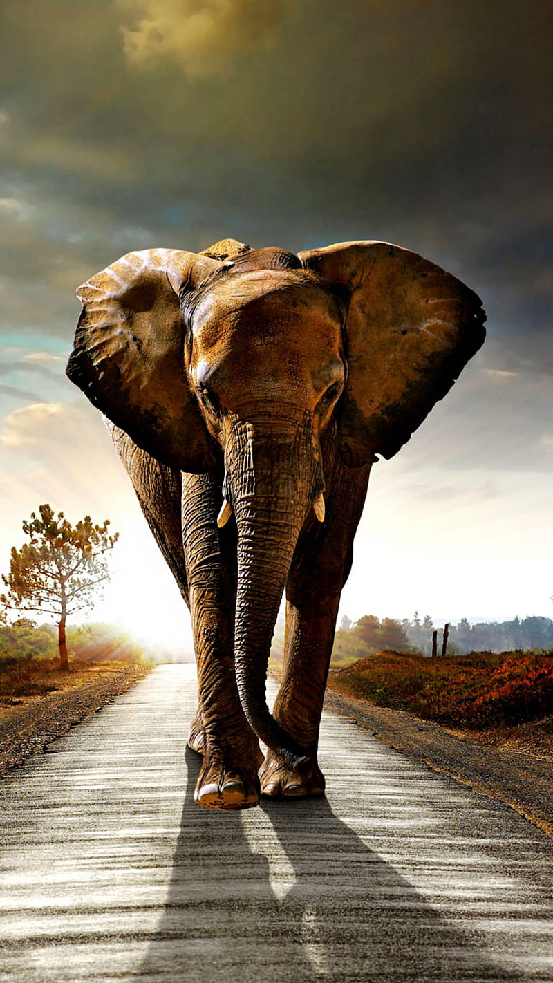 elephant, animal, clouds, road, walking, HD phone wallpaper