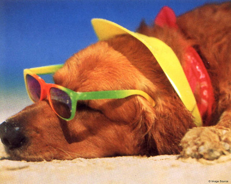 Where is my girl friend?, beach, sunny, puppy, dog, hat, HD wallpaper