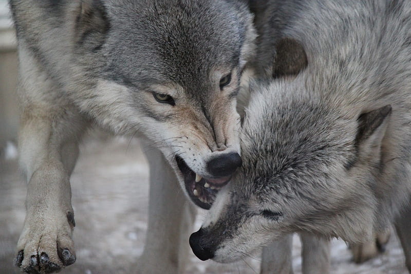 Wild Love, timber wolf, wolf, j, wolves, kinako, HD wallpaper | Peakpx