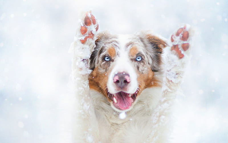 Come out! It's fun!, australian shepherd, paw, tongue, animal, winter, cute, glass, snow, funny, face, white, pink, dog, HD wallpaper
