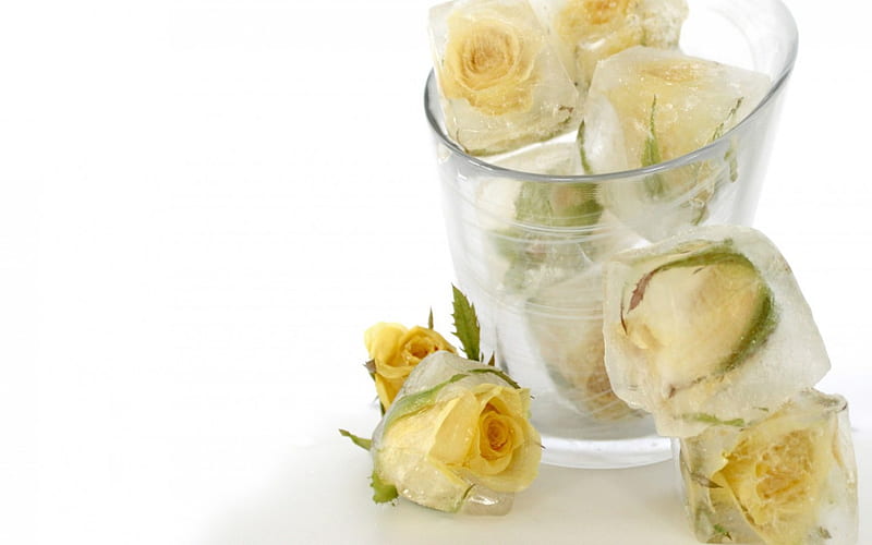 Ice Rose, glass, cubes, flowers, roses, white, Ice, cold, HD wallpaper