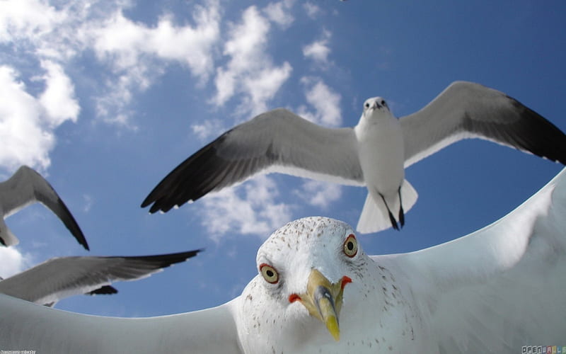 Seagulls in Flight, Sea, Gulls, Sky, Clouds, HD wallpaper