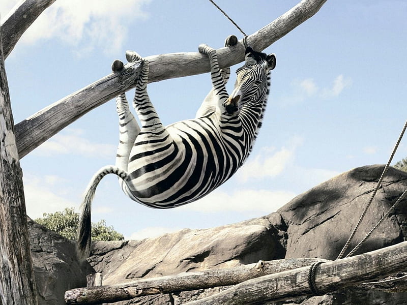 Zebra, Funny, Landscape, Animals, HD wallpaper