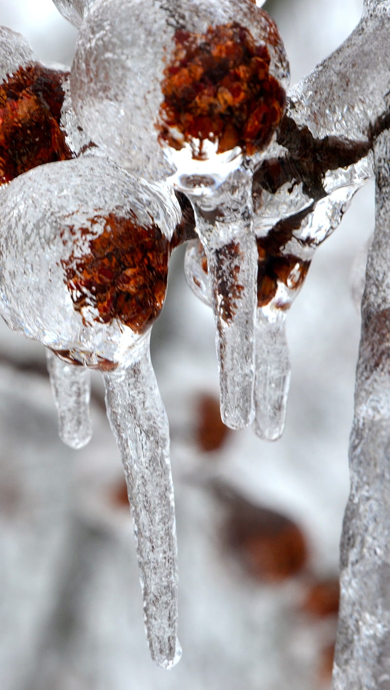 Winter Storm, 2013, cold, ice, graphy, pretty, snow, HD phone wallpaper