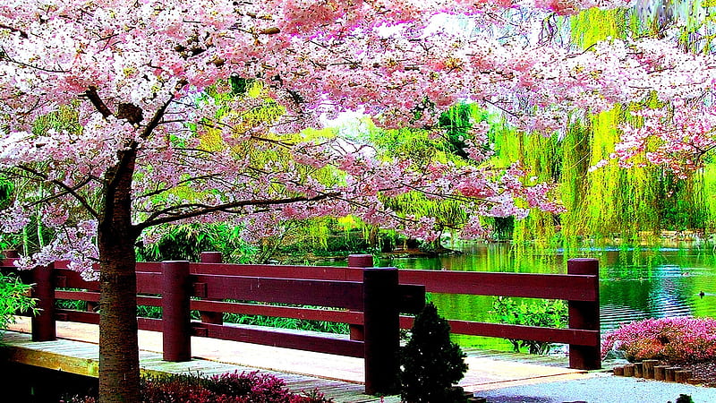 Beautiful Pink Blossom Flowers With Path Between Wood Fence And River In Park Spring Background, HD wallpaper