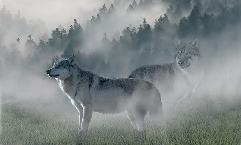 Wolves in The Mists, fog, animals, scenic, forests, wolves, enchanted, mist, HD wallpaper