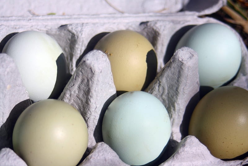 Araucana Eggs, Araucana, Green, Eggs, Abstract, Pale Blue, grahpy, HD wallpaper