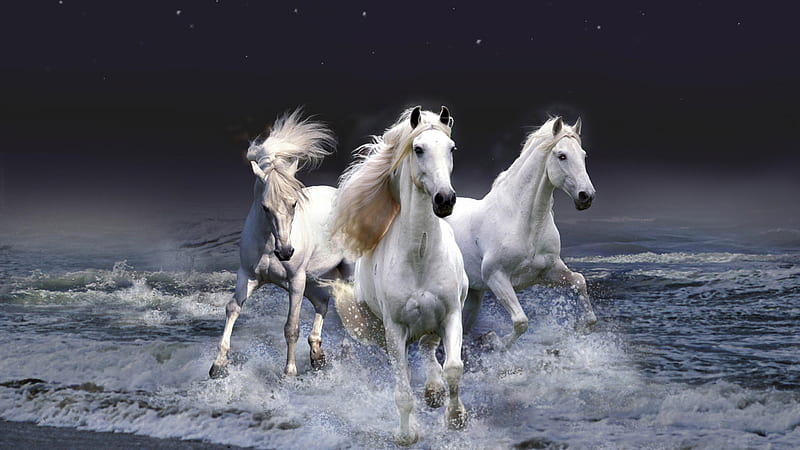 White Horses On Seashore In Black Sky With Stars Background Horse, HD wallpaper