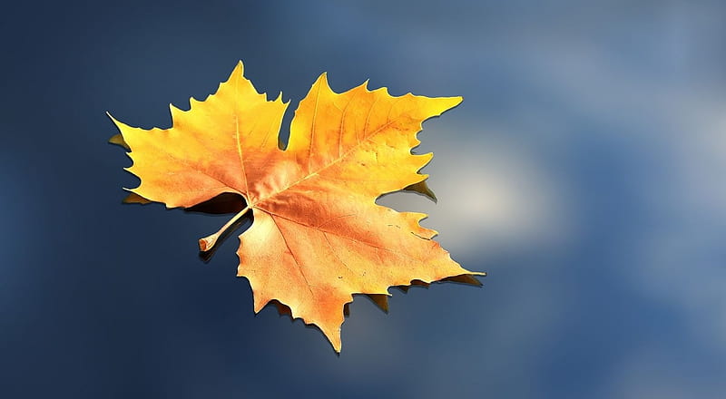 Autumn simplicity, fall, water, leaves, graphy, autumn, nature, seasons, leaf, HD wallpaper