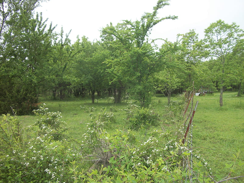 Back 200, trees, white, green, scenic, land, pasture, HD wallpaper