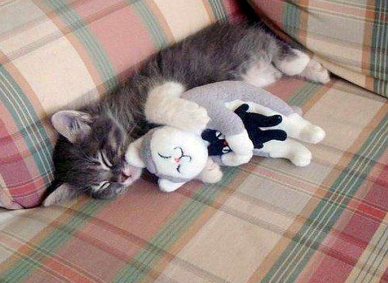 Cat hugging teddy bear., cute, hug, toy, teddy bear, cat, animal, HD wallpaper