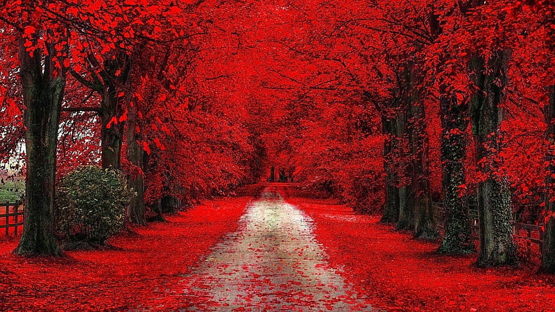 Path Between Red Cherry Blossom Trees Red, HD wallpaper