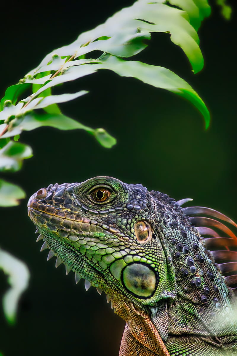 green and brown iguana on brown wooden surface – on Unsplash, HD phone wallpaper