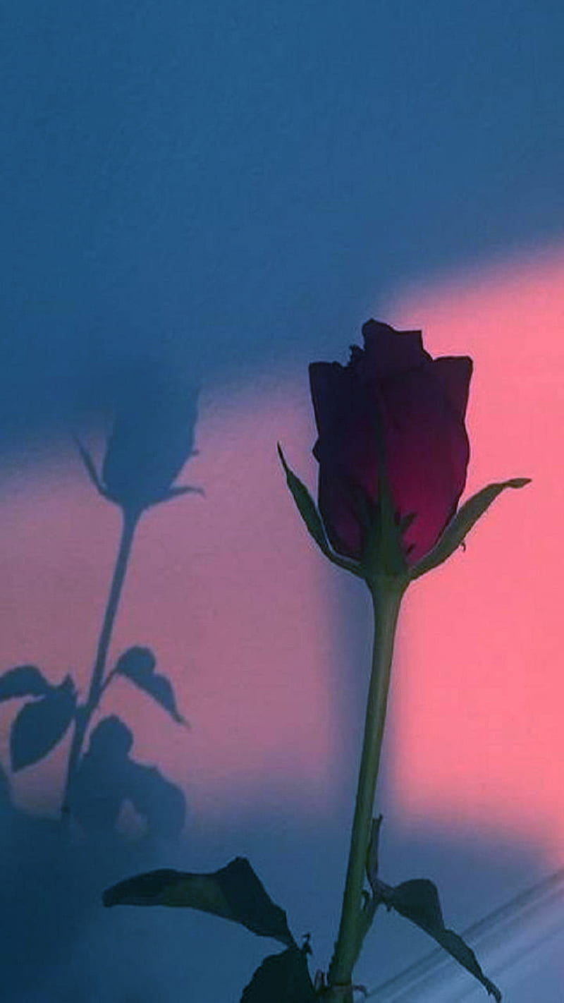 Rose, aesthetic, HD phone wallpaper | Peakpx