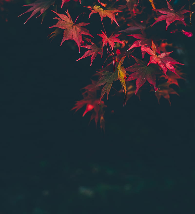 selective focus graphy of red maple leafed tree, HD phone wallpaper