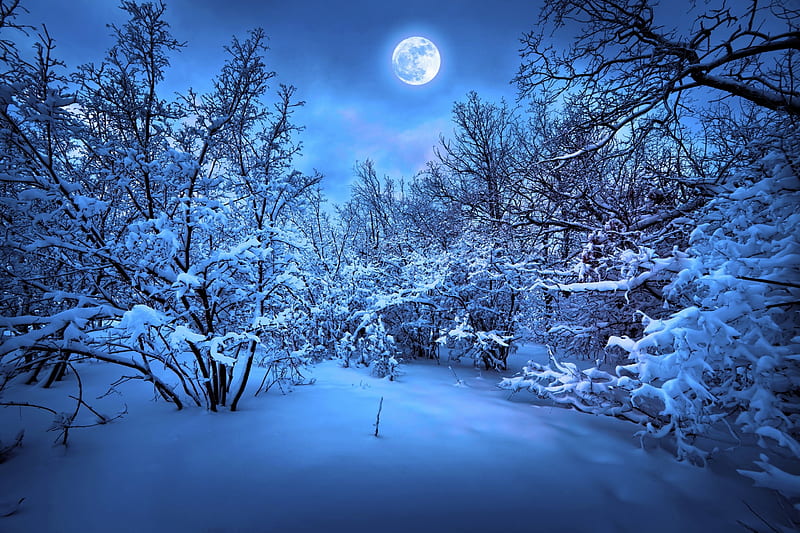 Cold Winter Night, path, moon, trees, snow, HD wallpaper